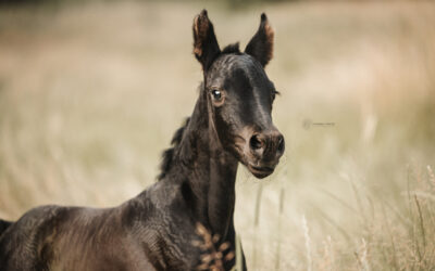 Eline von der Kornsmühle