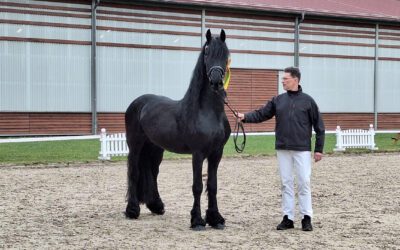 Next generation – Junghengst Raik